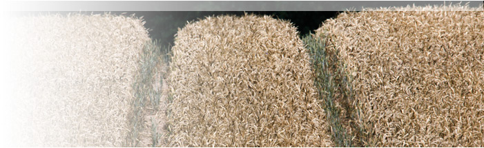 banner-01.jpg